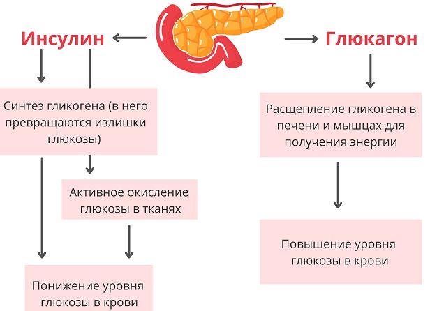 Гормоны поджелудочной железы