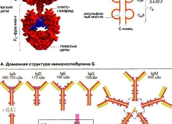 Антитела: определение, структура, типы, формы и функции
