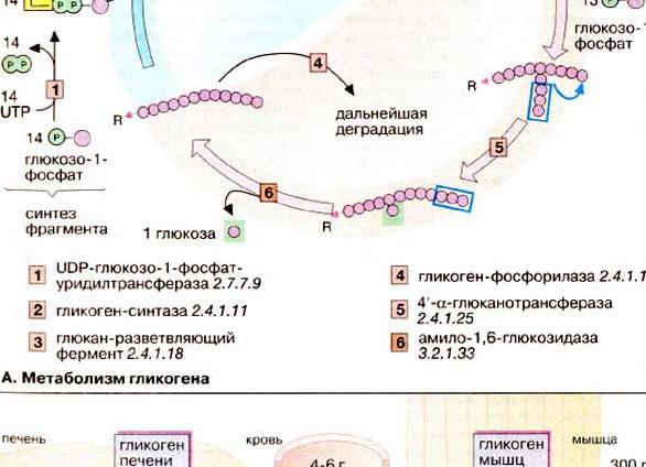 Метаболизм гликогена — распад и биосинтез гликогена