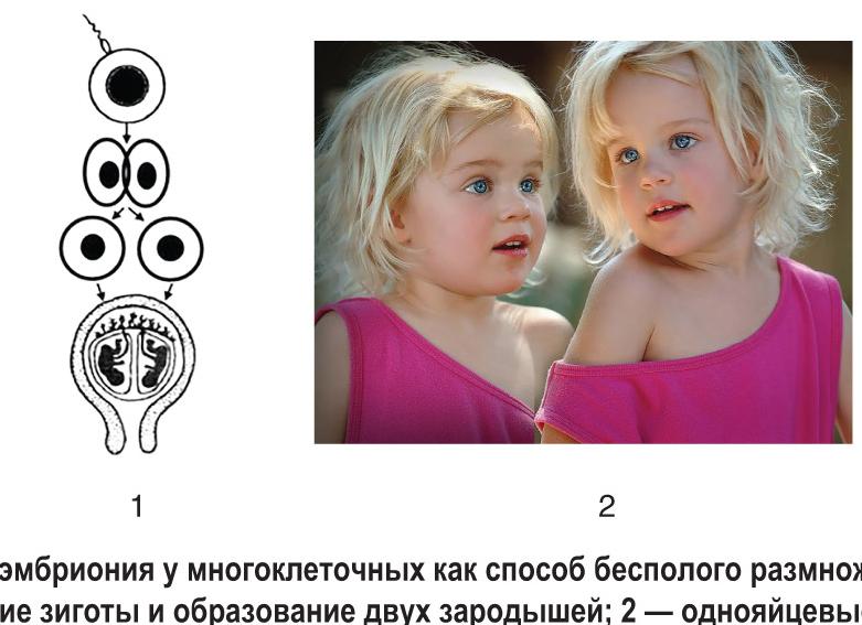 Полиэмбриония: что это такое и как работает