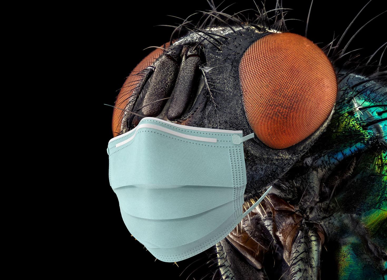 Чувствуют ли насекомые боль?