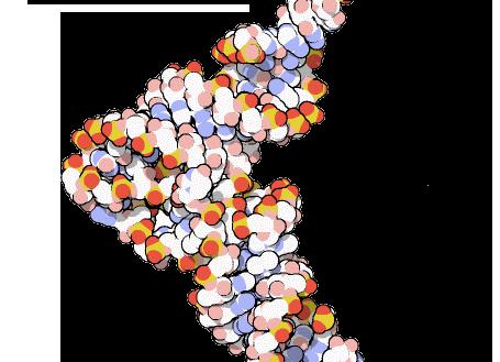 Транспортная РНК (тРНК) — определение, структура, процессинг, типы и функции