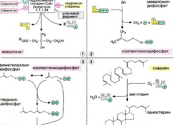 Биосинтез холестерина и его регуляция