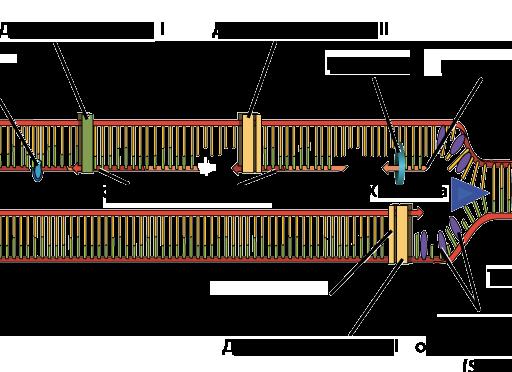 Репликация ДНК — определение, ферменты, этапы и применение